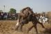 Lutteurs  Ouagadougou