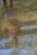 Reflet, 2