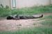 G�eems�s parmi les hommes, 12